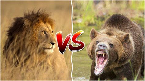 it can move way more weight than it weighs itself so the argument of weight between thw two aninals is not valid. . Lion vs grizzly bear